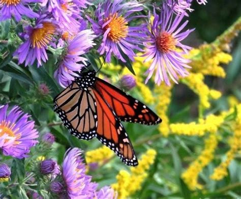 21 Beautiful Butterfly Attracting Plants In India • India Gardening