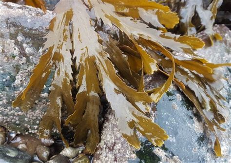 Species Spotlight Toothed Wrack Updates Horizon Seaweed