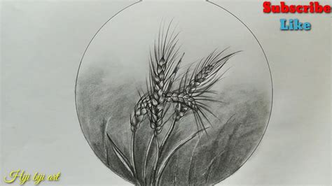 Wheat Plant Drawing For Beginners Step By Step Wheat Crops Drawing