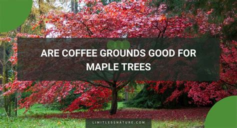 Are Coffee Grounds Good For Maple Trees Limitless Nature