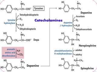 PHENYLALANINE METABOLISM | PPT