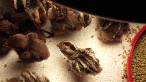 Bobwhite Red Tennessee And Valley Quail Chicks Second Hatch 1 Day Old