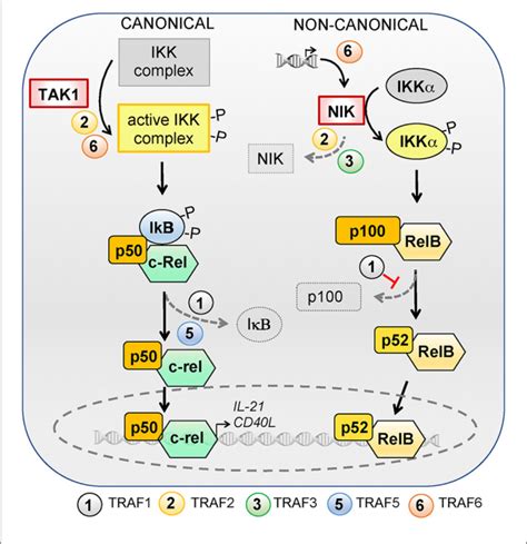 Role Of Trafs In Signaling Pathways Controlling T Follicular Helper