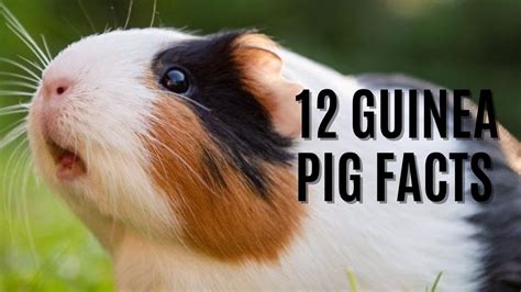 12 Fun Facts About Guinea Pigs Adorable Fur Babies