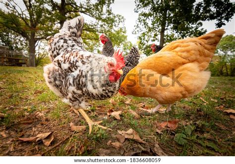 range backyard flock chickens standing stock photo