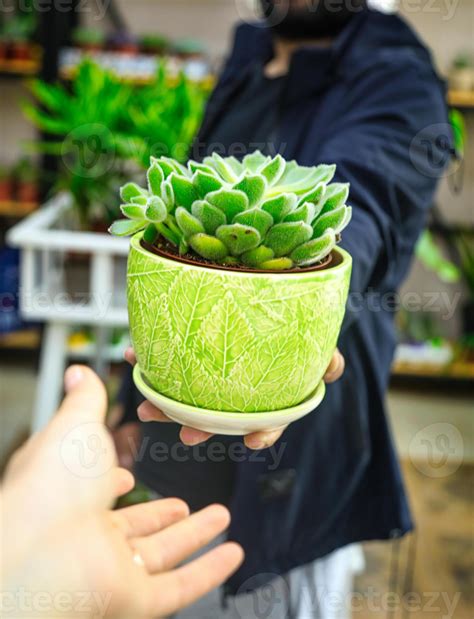 Person Holding Potted Plant In Hand 40163983 Stock Photo At Vecteezy