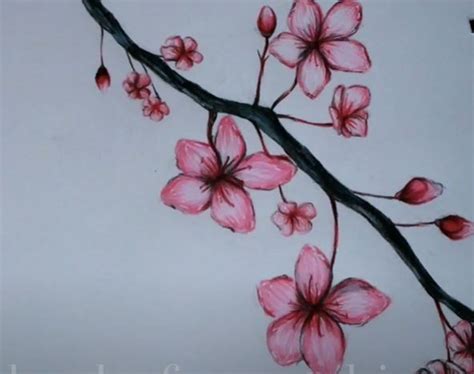 Cherry Blossom Drawing Step By Step How To Draw A Flower Cherry Blossom Drawing Cherry