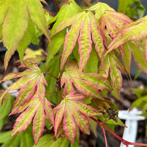 Acer Palmatum Yama Nishiki Variegated Japanese Maple Maple Ridge