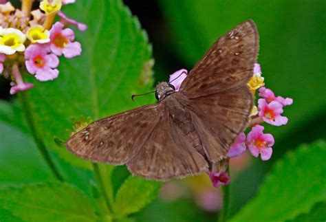 Horace S Duskywing From Hills Of Hays San Marcos Tx Usa On