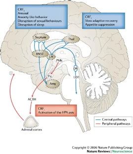 New approaches to antidepressant drug discovery: beyond monoamines ...