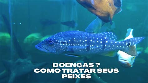 Doenças Como tratar seus peixes YouTube