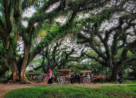 De Djawatan Banyuwangi Hutan Ajaib Yang Menghidupkan Mimpi Dan Dongeng