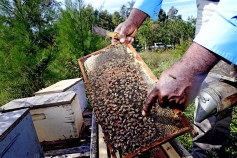 Hombre que conduce con colmena de abejas en su coche causa sensación