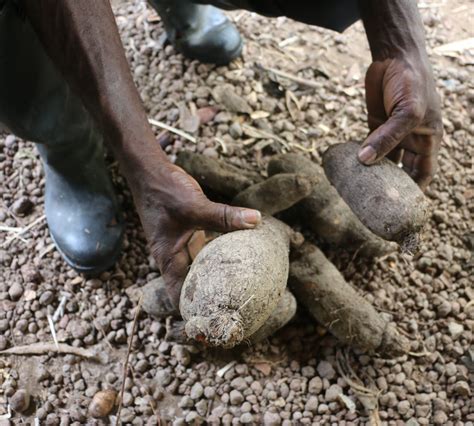 Yam Varieties in Grenada – Farming in Grenada