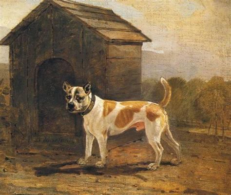 Great English Bulldog 1800s of all time The ultimate guide | bulldogs