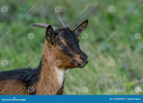 Close Up Portrait Of Domestic Goat Capra Domesticus Stock Image Image