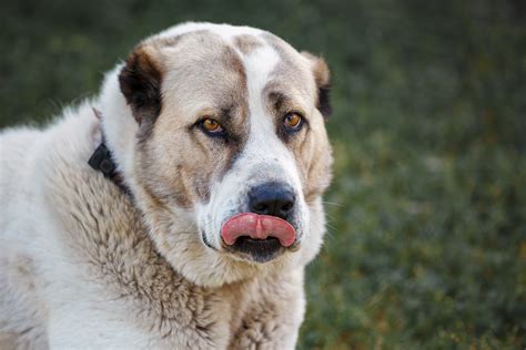 Cane Da Pastore Dell Asia Centrale Il Gigante Che Veglia Sulla Sua