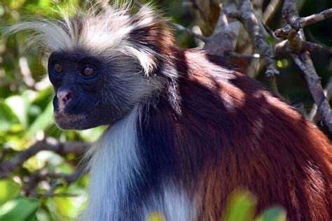 Tour Privato Di Zanzibar Parco Nazionale Foresta Jozani E Fattoria