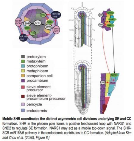 It’s All in the Neighborhood: SHORTROOT-mediated Intercellular Signals Coordinate Phloem ...