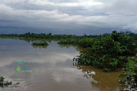 Dampak Banjir Konawe Ratusan Hektar Sawah Terendam Dan Kebun Merica