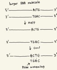 PCB 3134 Cell Structure And Function Exam 3 Quizlet