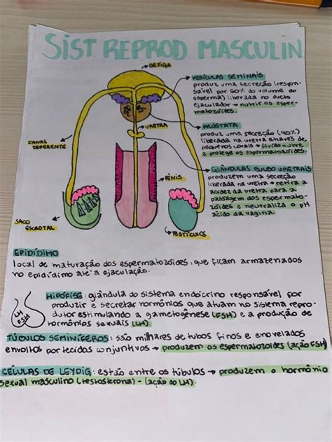 Sistema Reprodutor Masculino Rotina De Estudos Dicas Escolares Mapa