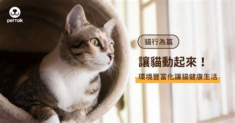 如何讓貓動起來？豐富環境讓貓健康生活｜專業獸醫—徐莉寧 Pettalk：說寵物