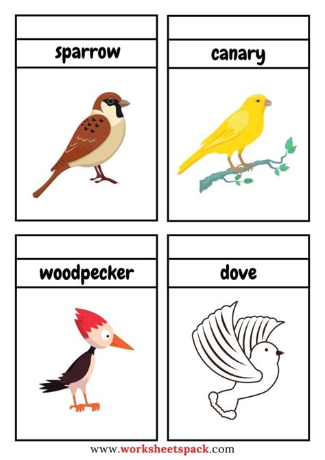 Free Printable Birds Flashcards PDF Worksheetspack