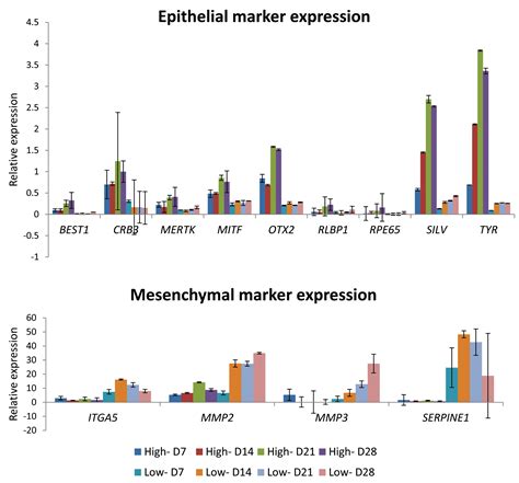 A Foxm1 Dependent Mesenchymal Epithelial Transition In Retinal Pigment