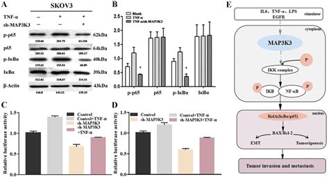 Effect of MAP3K3 on the NF κB signalling pathway A B Western blot to