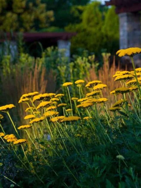 Fall Garden Maintenance Tips Native Backyards