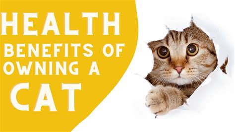 Health Benefits Of Owning A Cat Youtube