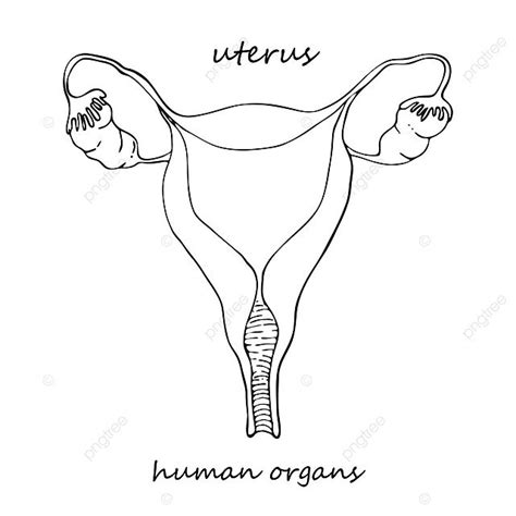 Handdrawn Uterus Icon For Medical Projects And Tattoos Vector