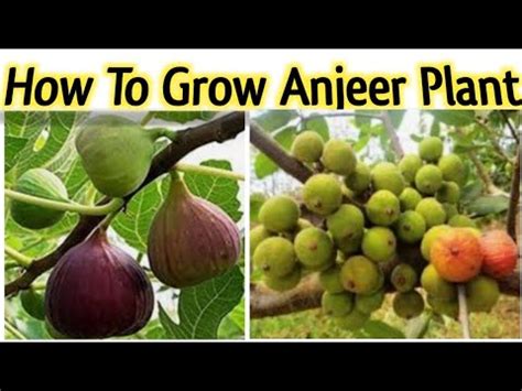 How To Grow Anjeer Plant Youtube