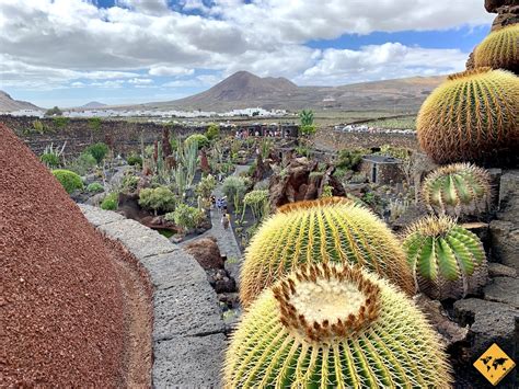 Jard N De Cactus Tipps F R Lanzarotes Kaktusgarten