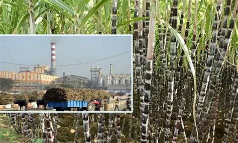 Sugar Mills Yet To Clear Rs Crore Pending Dues To Cane Growers