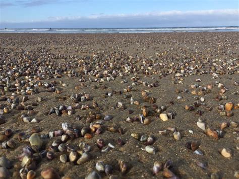 Strange Sight On California Beach Thousands Of Tiny Clams