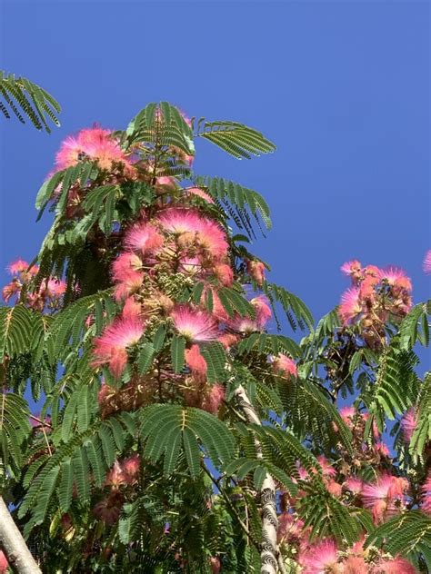 Albizia Julibrissin Viveros Borraz S