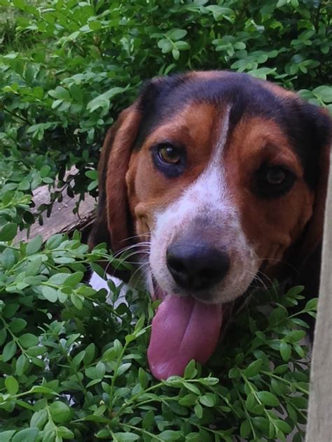 Do Beagles Like To Run