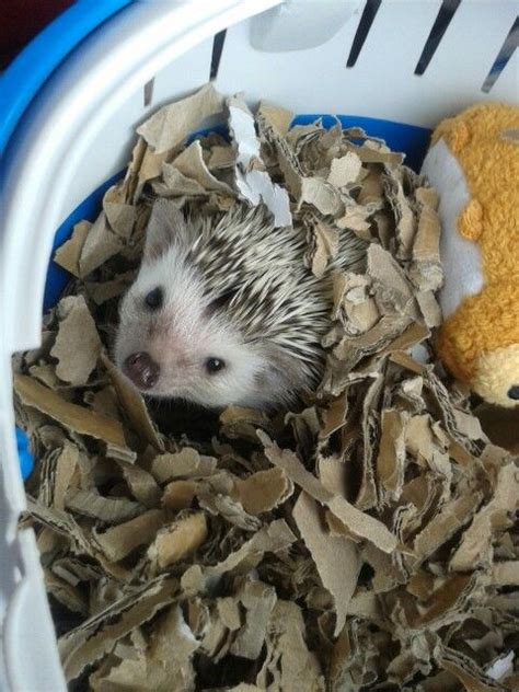 Luna enjoying having days out in her carrier African Pygmy Hedgehog ...