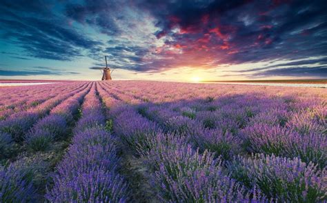 Fototapeten Lavendel Bei Sonnenuntergang Ab