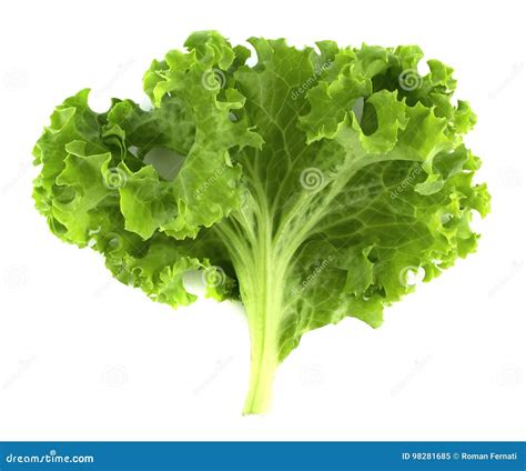 Folha Da Salada Alface Isolada No Fundo Branco Imagem De Stock Imagem