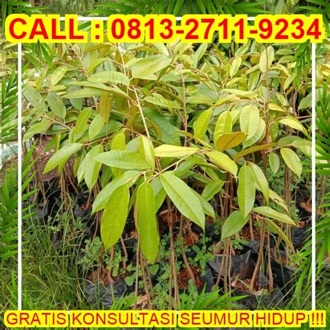 Garansi Bibit Mati H Tovix Call Jual Pohon Durian