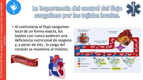 Capitulo Control Local Y Humoral Del Flujo Sangu Neo Por Los