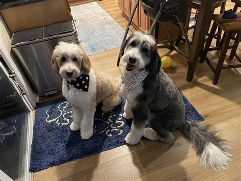 how to cut a bernedoodles hair
