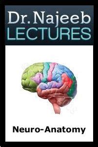 Dr Najeeb Neuroanatomy Neurophysiology Lectures Lecture Free Pdf