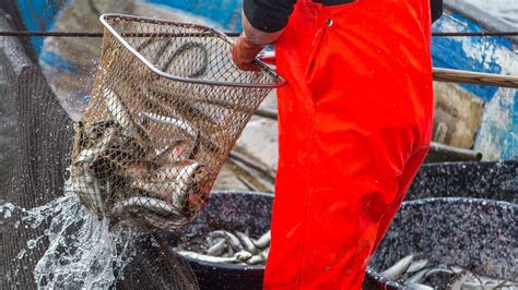 Wwf Zustand Der Fischbest Nde In Nord Und Ostsee Schlecht