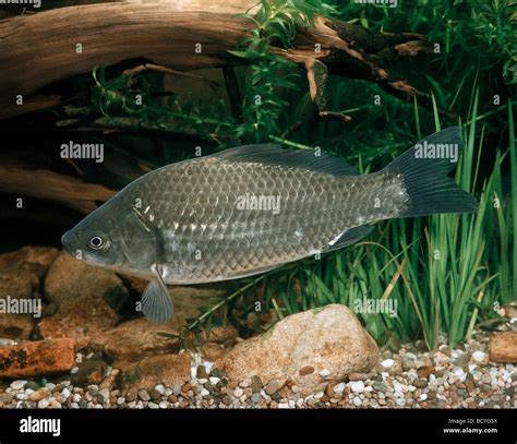 Carpe Carassius Auratus Gibelio Banque De Photographies Et Dimages