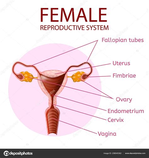 Sistema Reproductivo Femenino Banner De Anatom A Humana Ilustraci N De