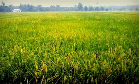 sepetang  sawah sempadan tanjung karang binmuhammad